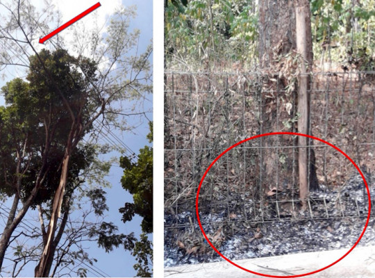 Catatan Dahlan Iskan Soal Pohon Sengon dan Mati Lampu Massal