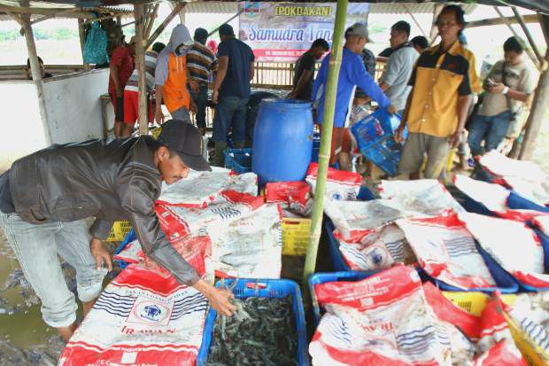 Kabupaten Serang Berpotensi Jadi Sentra Udang Vaname