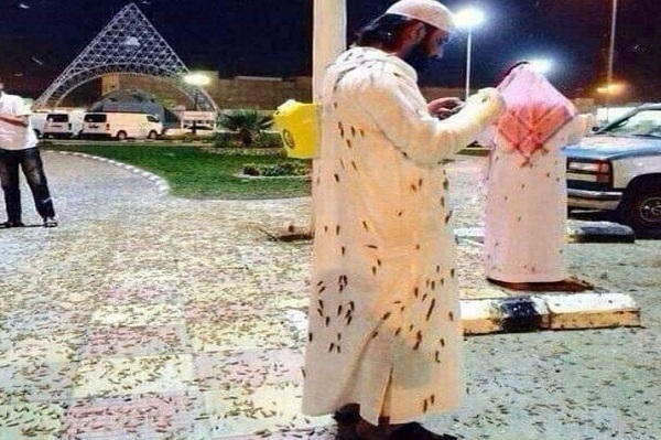 Fenomena Aneh, Kelompok Serangga 'Menginvasi' Masjidilharam Makkah