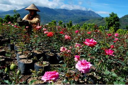 10 Taman Bunga Terindah di Indonesia