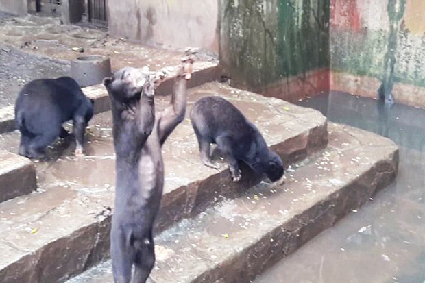 Petition Ask Bandung Mayor Closing Bandung Zoo