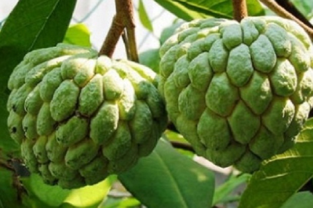 5 Bahan Alami Ini Membantu Naikan Berat Badan