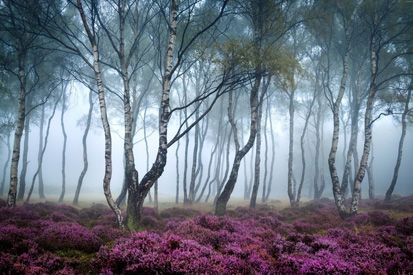 Hutan Paling Indah Nan Misterius di Dunia, Berani ke Sana?