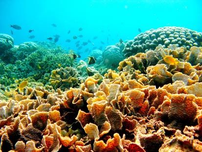 Daftar Surga Terumbu Karang di Indonesia