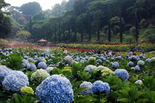 10 Taman Bunga Terindah di Indonesia