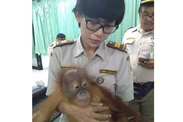 Kementan Musnahkan Benih Sayur Impor Ilegal dan Gagalkan Penyelundupan