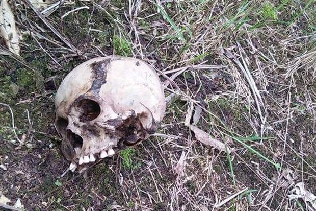 Heboh! Warga Temukan Tengkorak di Kebun Sawit