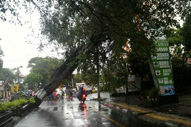 Yogyakarta Diterjang Hujan Angin, Sejumlah Pohon Besar Bertumbangan