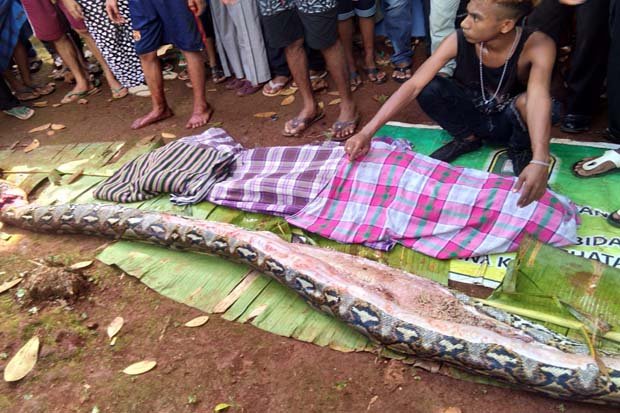 Ini Pesan Wa Tiba kepada Anaknya Sebelum Dimangsa Ular Piton