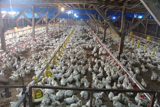 Dirjen Peternakan dan Kesehatan Hewan Respons Situasi Perunggasan