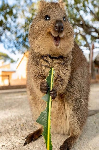 10 Alasan Menjelajahi Keindahan Alam Australia Barat