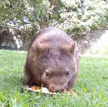 Wombat, Satwa Sejenis Tikus Raksasa asal Australia Jadi Koleksi TSI Prigen