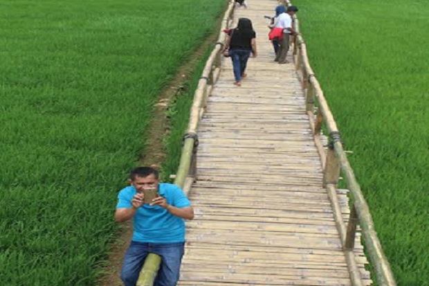 Kreatif, Area Persawahan Disulap Jadi Lokasi Selfie