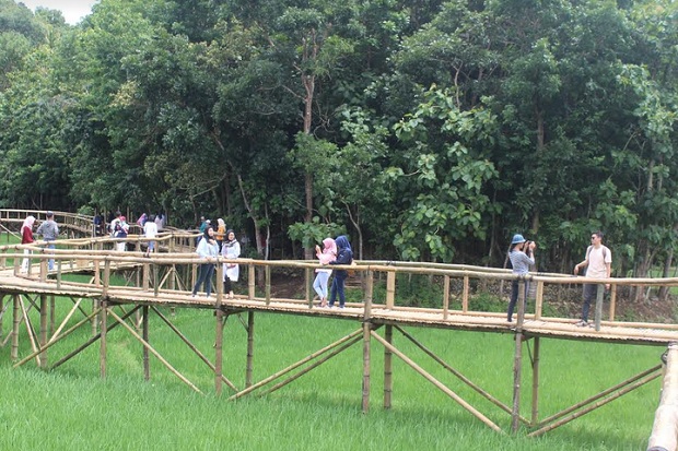 Kreatif, Area Persawahan Disulap Jadi Lokasi Selfie