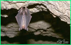 5 Fakta Hibernasi Hewan, Bisa Tahan Kencing Hingga 8 Bulan!