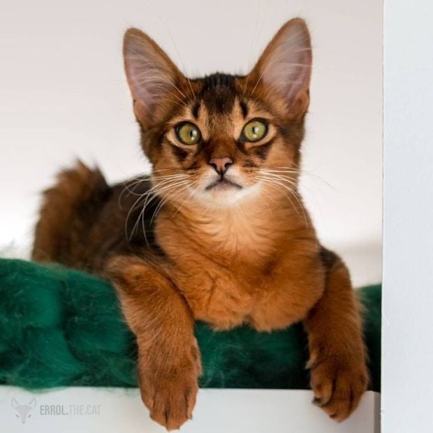 Ini Dia 10 Spesies Kucing Paling Imut di Dunia