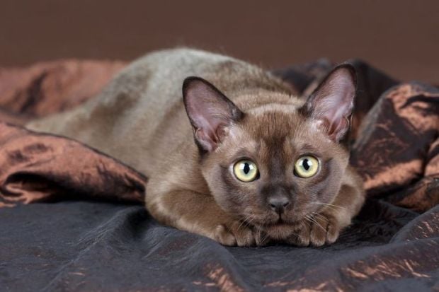 Ini Dia 10 Spesies Kucing Paling Imut di Dunia
