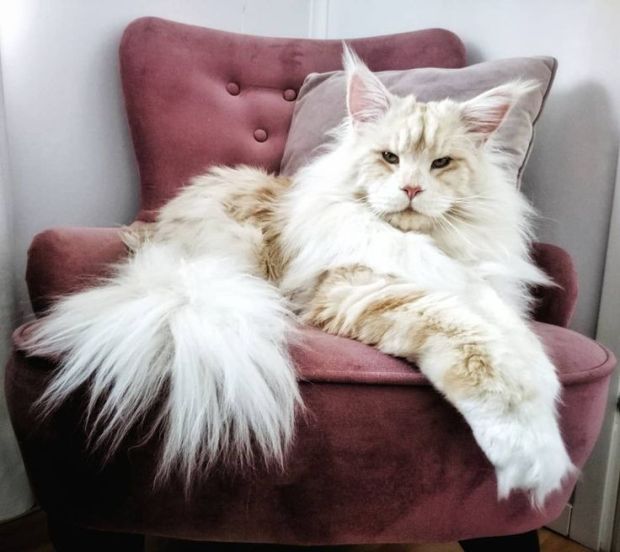 Ini Dia 10 Spesies Kucing Paling Imut di Dunia