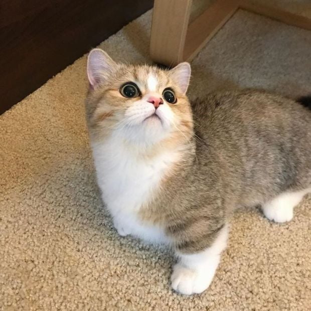 Ini Dia 10 Spesies Kucing Paling Imut di Dunia