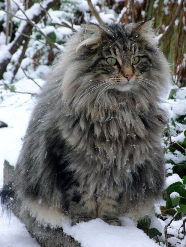 Ini Dia 10 Spesies Kucing Paling Imut di Dunia