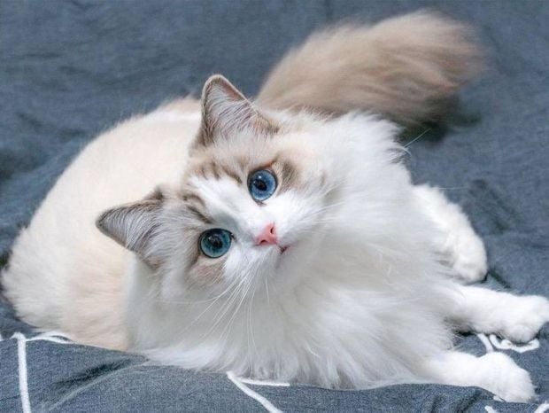 Ini Dia 10 Spesies Kucing Paling Imut di Dunia