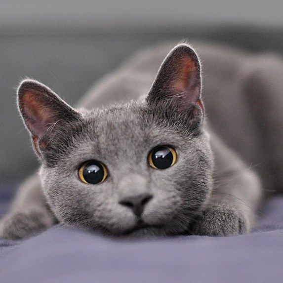Ini Dia 10 Spesies Kucing Paling Imut di Dunia