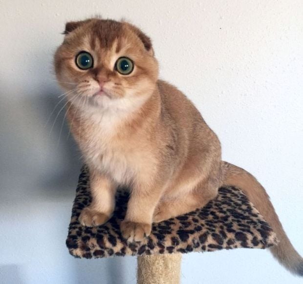 Ini Dia 10 Spesies Kucing Paling Imut di Dunia