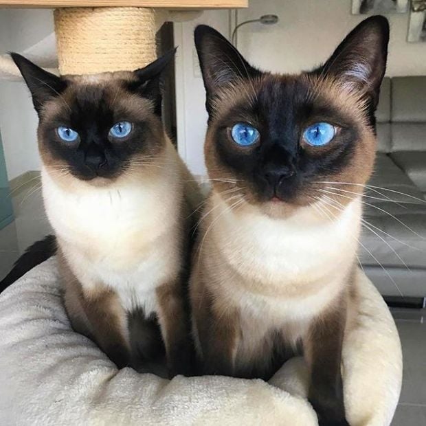 Ini Dia 10 Spesies Kucing Paling Imut di Dunia