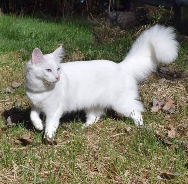 Ini Dia 10 Spesies Kucing Paling Imut di Dunia