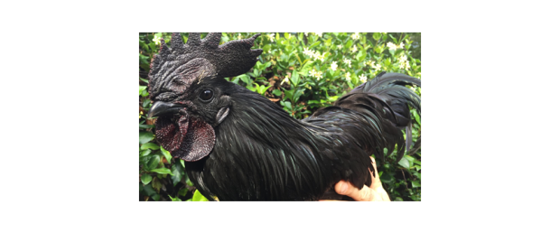 6 Hewan Komoditas Unik nan Mahal dari Indonesia