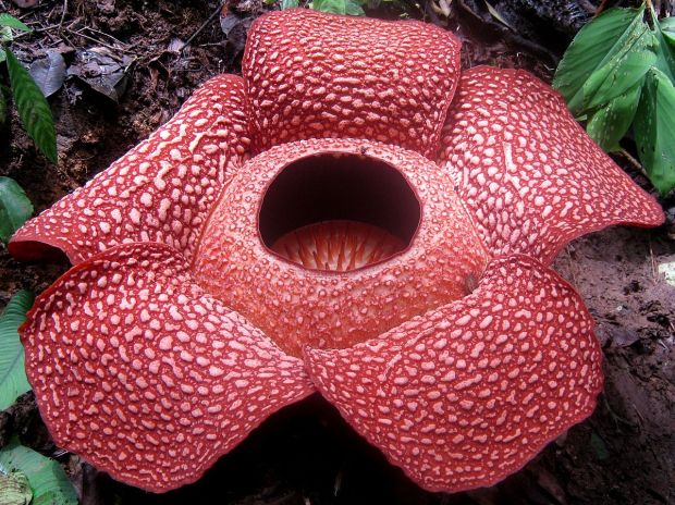 Rafflesia jadi Tumbuhan Terbesar di Dunia, Berikut 5 Perbedaannya dengan Bunga Bangkai