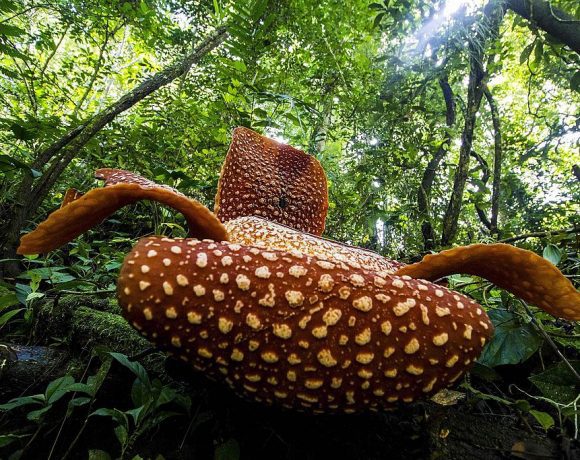 Rafflesia jadi Tumbuhan Terbesar di Dunia, Berikut 5 Perbedaannya dengan Bunga Bangkai