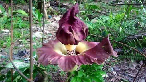 Rafflesia jadi Tumbuhan Terbesar di Dunia, Berikut 5 Perbedaannya dengan Bunga Bangkai