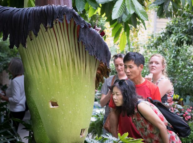 Rafflesia jadi Tumbuhan Terbesar di Dunia, Berikut 5 Perbedaannya dengan Bunga Bangkai