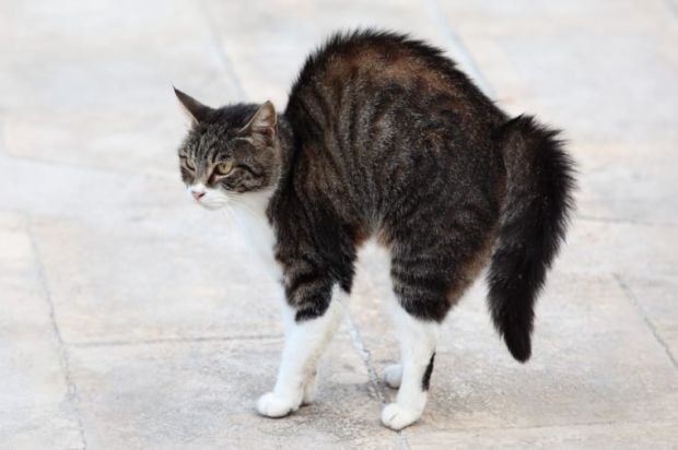 Kode Penting! Ini 10 Arti Gerak-Gerik Buntut Kucing