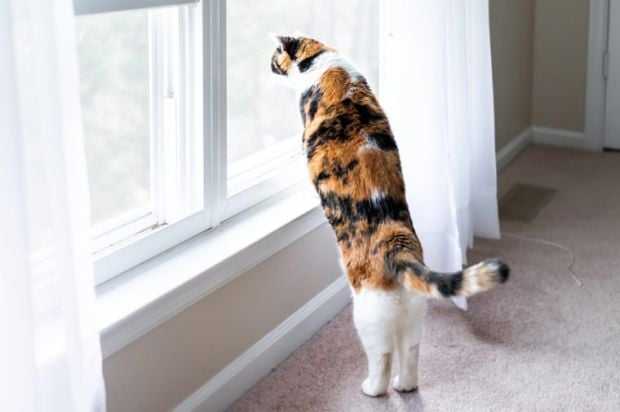 Kode Penting! Ini 10 Arti Gerak-Gerik Buntut Kucing