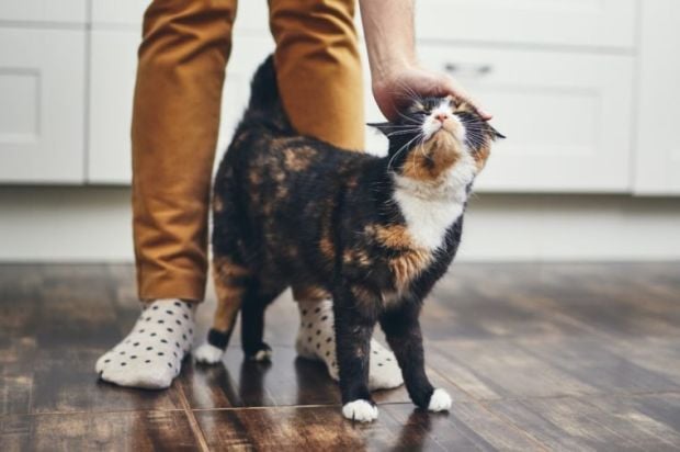 Kode Penting! Ini 10 Arti Gerak-Gerik Buntut Kucing