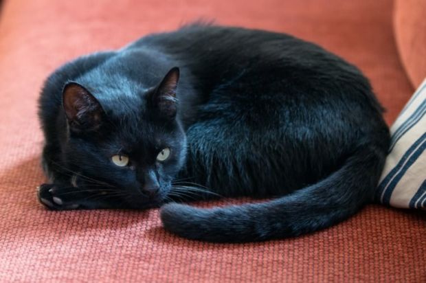 Kode Penting! Ini 10 Arti Gerak-Gerik Buntut Kucing