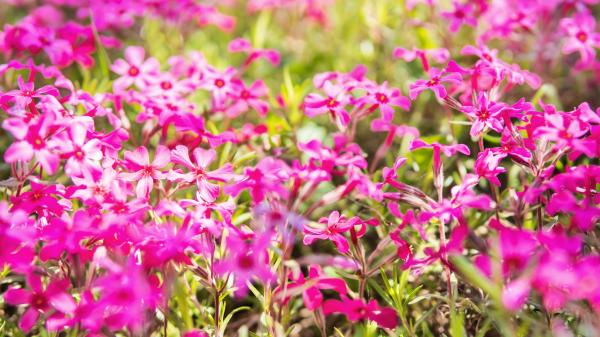 Besok! Fenomena April Pink Moon Bisa Kamu Nikmati di Rumah
