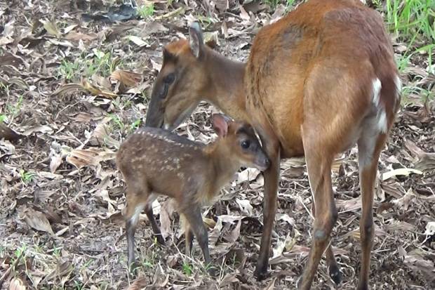 BAHAYA! Ini Dampaknya Kalau di Bumi Tak Ada Pohon