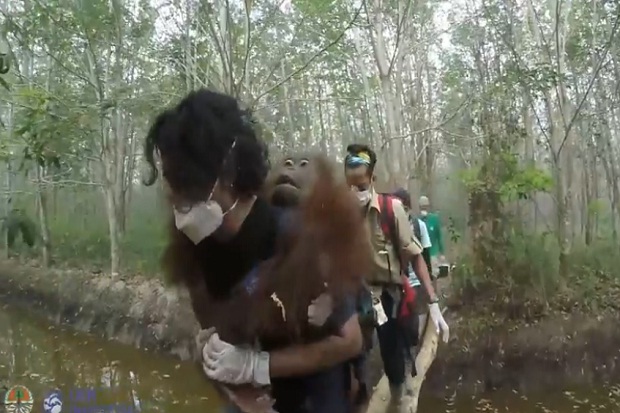 Terdampak Karhutla, 1 Orangutan Kalimantan Kembali Dievakuasi