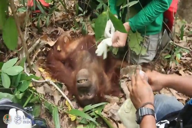 Terdampak Karhutla, 1 Orangutan Kalimantan Kembali Dievakuasi