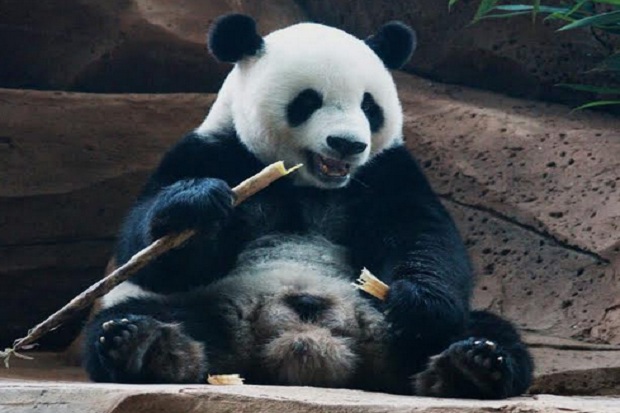 Taman Safari Siapkan Puzzle Raksasa dan Bagikan Topi Panda Gratis