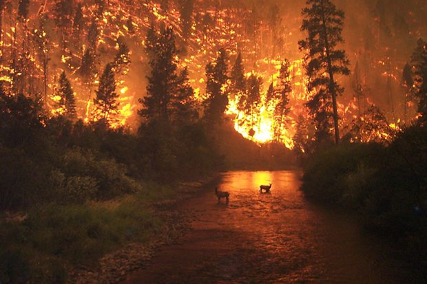 10 Kebakaran Hutan Terparah dalam Sejarah
