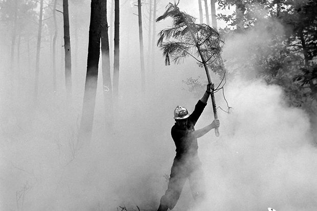 10 Kebakaran Hutan Terparah dalam Sejarah