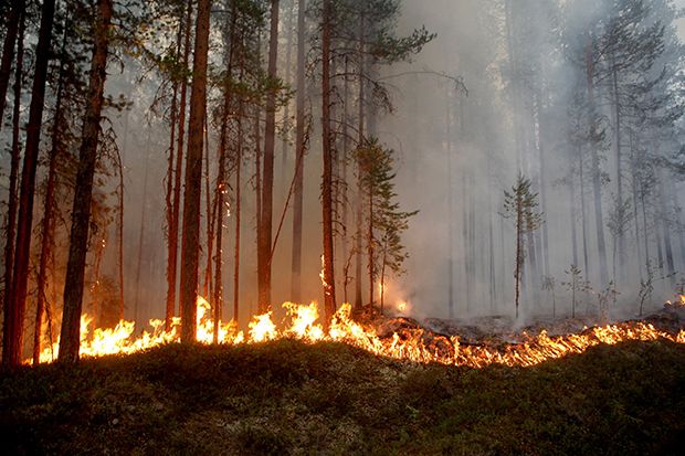 10 Kebakaran Hutan Terparah dalam Sejarah