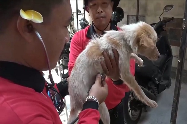 105 Desa di Bali Positif Rabies, Dinkes Suntik Anjing Door To Door