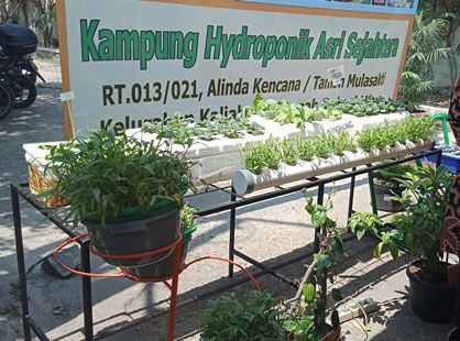 Menanam Hidroponik Itu Menyehatkan Lahir dan Batin