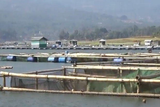 Kurang Oksigen, Puluhan Ton Ikan di Jala Apung Waduk Darma Mati Mendadak