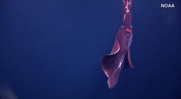 Awas, Ada Cumi-cumi Berukuran Raksasa Mengintai Anda di Laut Dalam